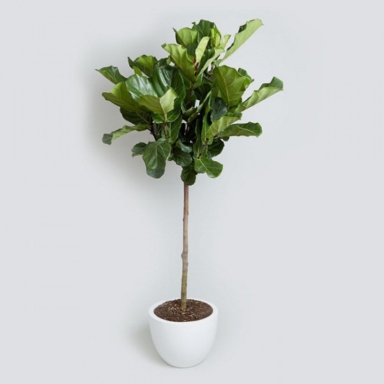 Offices Plants Offices Plants