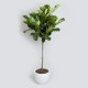 Offices Plants Offices Plants