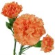 Orange World Vase Bouquet Orange World Vase Bouquet