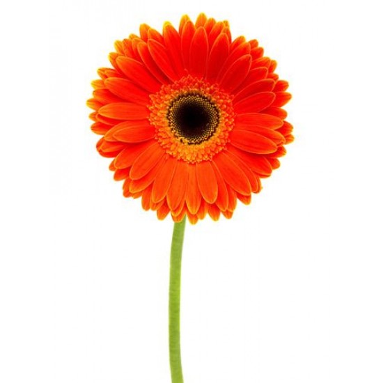 Orange World Orange World