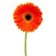 Orange World Orange World