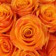 Orange World Vase Bouquet Orange World Vase Bouquet