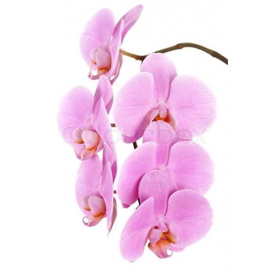 Pink Phalaenopsis Orchid Pink Phalaenopsis Orchid
