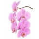 Pink Phalaenopsis Orchid Pink Phalaenopsis Orchid