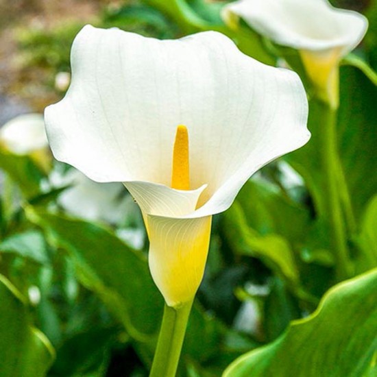 Calla White Calla White