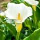 Calla White Calla White
