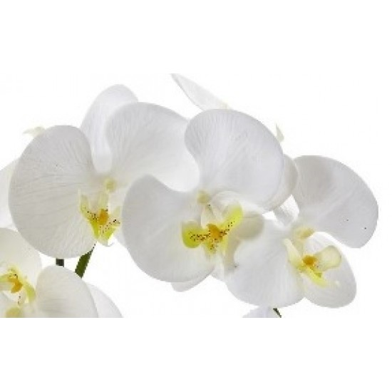 One Phalaenopsis Orchid One Phalaenopsis Orchid