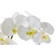 One Phalaenopsis Orchid