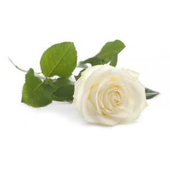 Calla White Calla White