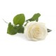 Calla White Calla White
