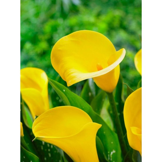My Calla Lily My Calla Lily