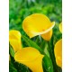 My Calla Lily My Calla Lily