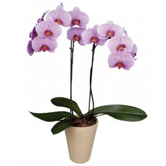 Pink Phalaenopsis Orchid