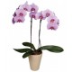 Pink Phalaenopsis Orchid Pink Phalaenopsis Orchid