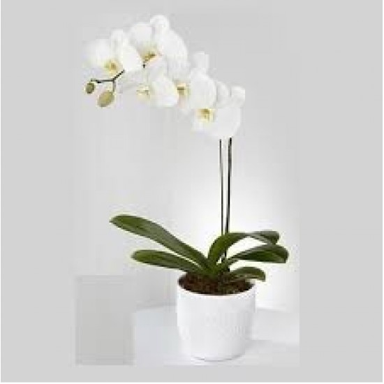 One Phalaenopsis Orchid