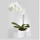 One Phalaenopsis Orchid One Phalaenopsis Orchid