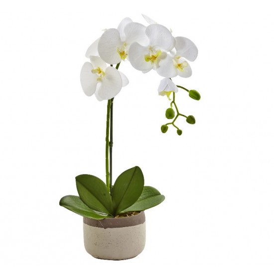 One Phalaenopsis Orchid One Phalaenopsis Orchid