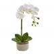 One Phalaenopsis Orchid One Phalaenopsis Orchid