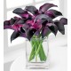 Purple Lover Purple Lover