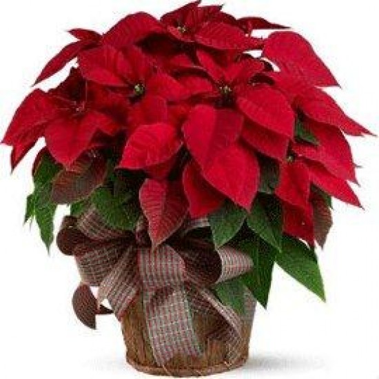 Merry Christmas to You Merry Christmas to You