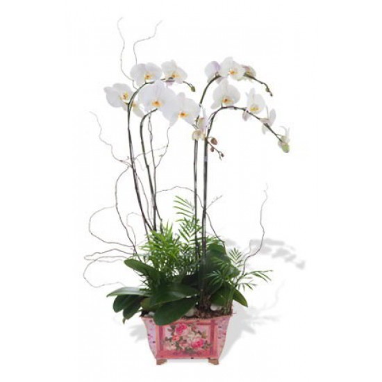 Four Stem White Phalaenopsis Orchid Four Stem White Phalaenopsis Orchid