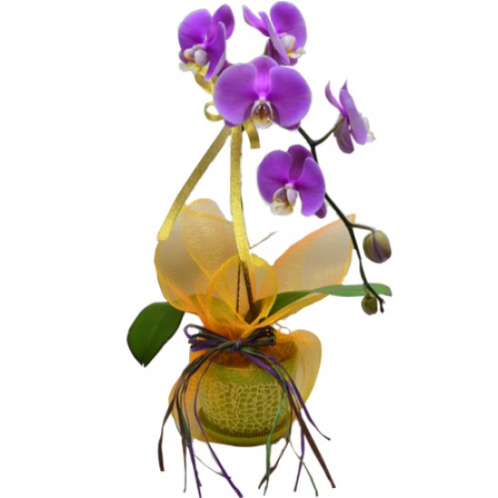 Elegant Serenity One Stem Taiwan Orchid in Classical Pot Elegant Serenity One Stem Taiwan Orchid in Classical Pot