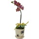 Mini Orchid Delight One Stem Taiwan Orchid in Pot Mini Orchid Delight One Stem Taiwan Orchid in Pot