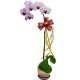 Taiwan Orchid Elegance with Fillers in a Classic Pot Taiwan Orchid Elegance with Fillers in a Classic Pot