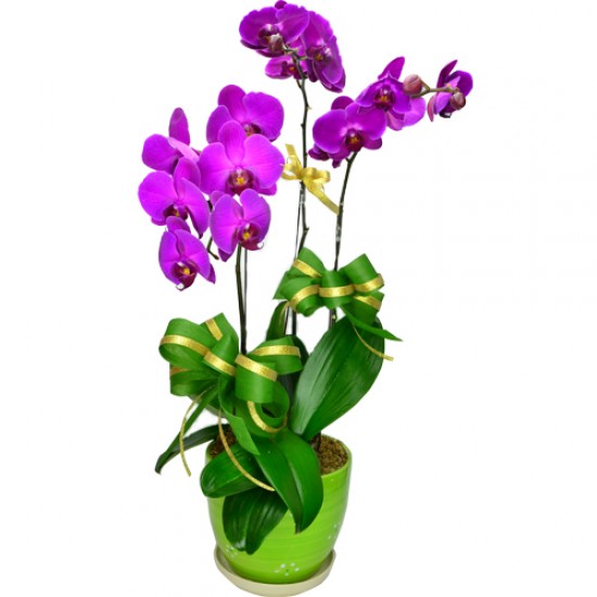 Exquisite 3 pcs Taiwan Purple Orchids Exquisite 3 pcs Taiwan Purple Orchids