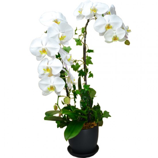 Graceful Whites Pure White Taiwan Orchids Graceful Whites Pure White Taiwan Orchids