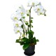 Graceful Whites Pure White Taiwan Orchids Graceful Whites Pure White Taiwan Orchids