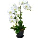 Pure White Taiwan Orchids (3pcs)