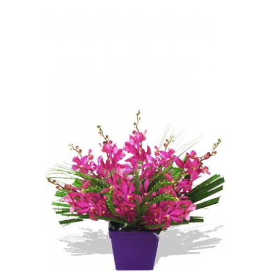 Orchid Arrangement Orchid Arrangement