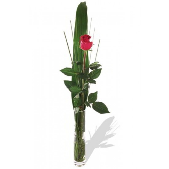 One long stem premium rose in Vase