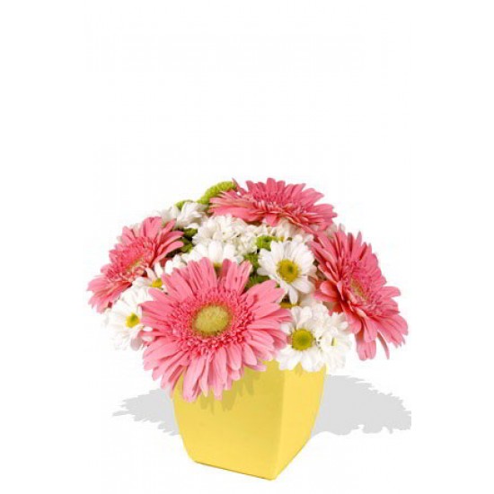 Mixed Chrysanthemum and Gerbera Bouquet