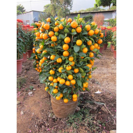 Chinese New Year plants (12 Inches Width) Chinese New Year plants (12 Inches Width)