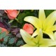 Elegant Flower and Seasonal Fruits Hamper with Pink Roses and Lilies Elegant Flower and Seasonal Fruits Hamper with Pink Roses and Lilies