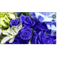 Crystal Blue Roses with Hydrangea Bouquet Crystal Blue Roses with Hydrangea Bouquet