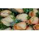 18pcs Orange Color Roses Bouquet 18pcs Orange Color Roses Bouquet