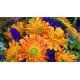 Ten Holland Gerberas Bouquet Sunny Day Ten Holland Gerberas Bouquet Sunny Day