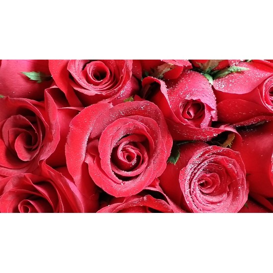 Half Dozen Red Roses Bouquet Half Dozen Red Roses Bouquet