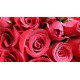 Half Dozen Red Roses Bouquet Half Dozen Red Roses Bouquet