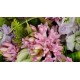 Hyacinth Flowers Bouquet Hyacinth Flowers Bouquet