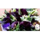 Black Color Calla Lily Bouquet Black Color Calla Lily Bouquet