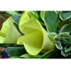 10-Piece Yellow Calla Lily Bouquet 10-Piece Yellow Calla Lily Bouquet