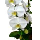 Pure White Taiwan Orchids (3pcs)