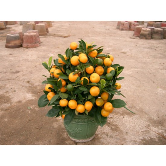 Chinese New Year plants (Mini Size) Chinese New Year plants (Mini Size)