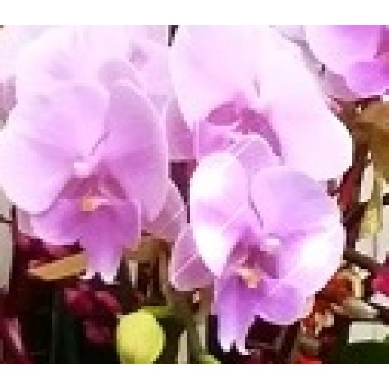 8 Stems Pink Color Phalaenopsis Orchid 8 Stems Pink Color Phalaenopsis Orchid