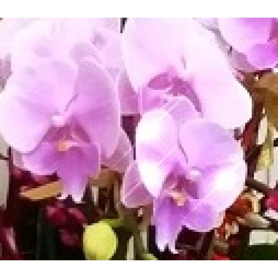 8 Stems Pink Color Phalaenopsis Orchid