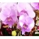 8 Stems Pink Color Phalaenopsis Orchid 8 Stems Pink Color Phalaenopsis Orchid